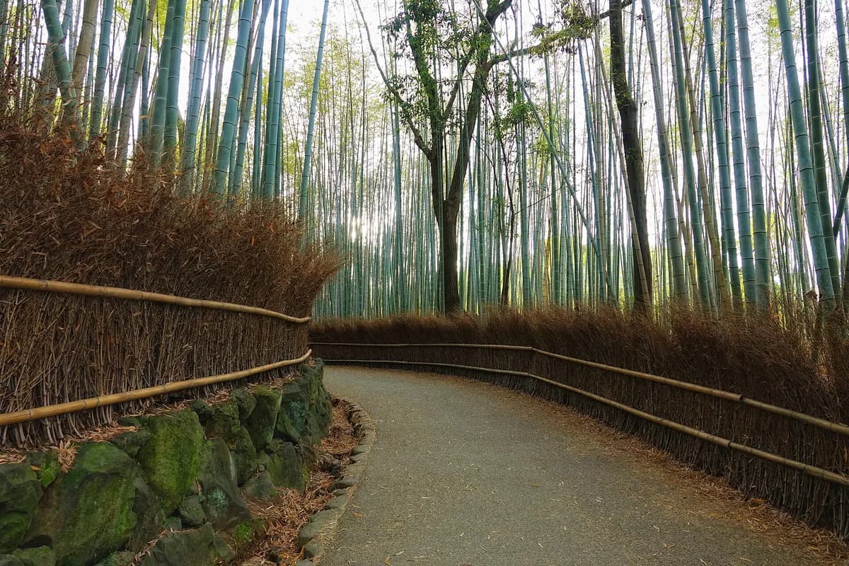 Arashiyama Bambu Ormanı